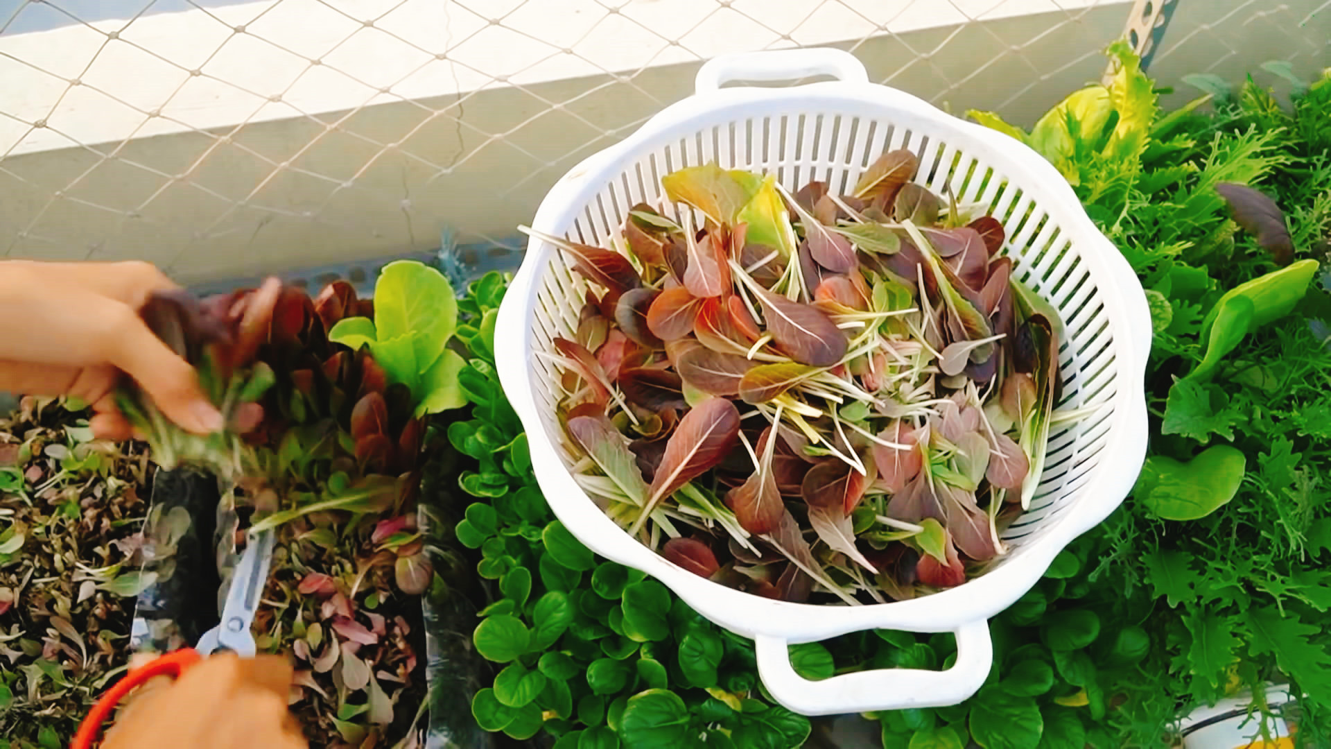 用完的油桶不要扔,废油桶种菜制作几种方法