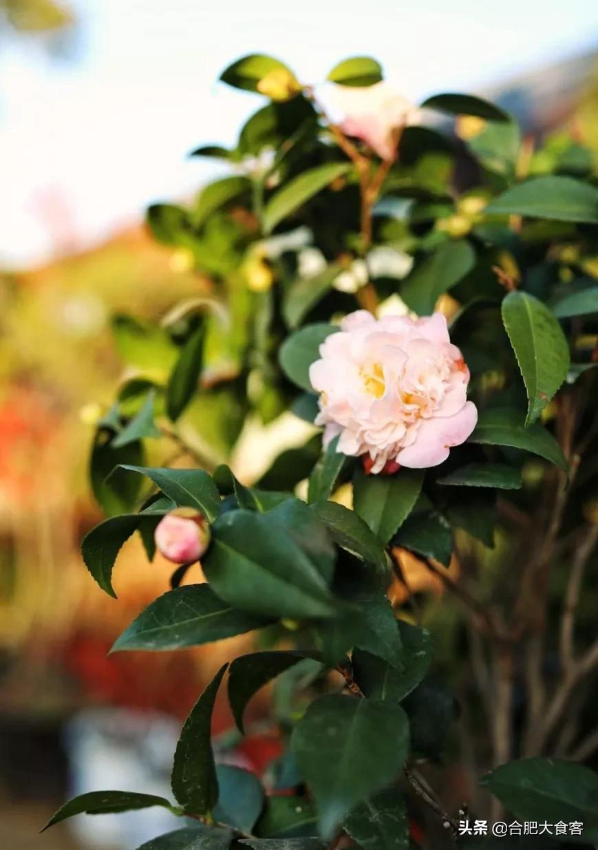 <html>
<head><title>502BadGateway</title></head>
<body>
<center><h1>502BadGateway</h1></center>
<hr><center>nginx</center>
</body>
</html>
<!--apaddingtodisableMSIEandChromefriendlyerrorpage-->
<!--apaddingtodisableMSIEandChromefriendlyerrorpage-->
<!--apaddingtodisableMSIEandChromefriendlyerrorpage-->
<!--apaddingtodisableMSIEandChromefriendlyerrorpage-->
<!--apaddingtodisableMSIEandChromefriendlyerrorpage-->
<!--apaddingtodisableMSIEandChromefriendlyerrorpage-->
