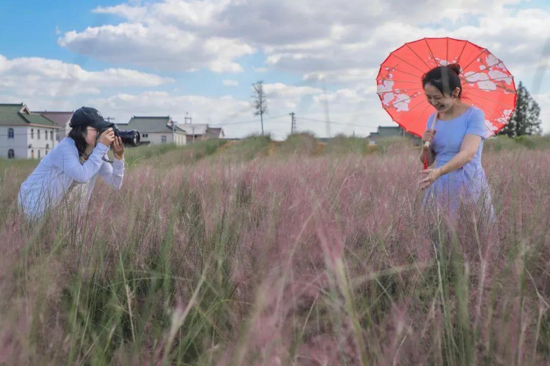 常熟网红基地花海,常熟网红粉黛花海