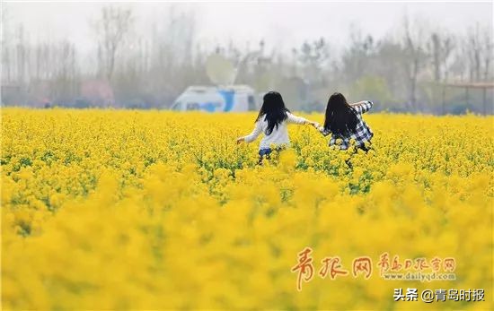 崂山花海,青岛崂山花海