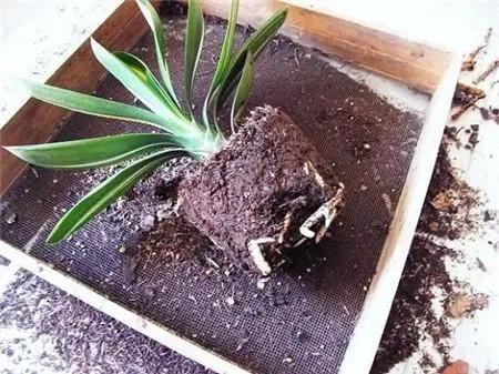 君子兰换盆注意事项和管理,君子兰换盆方法和注意事项图片