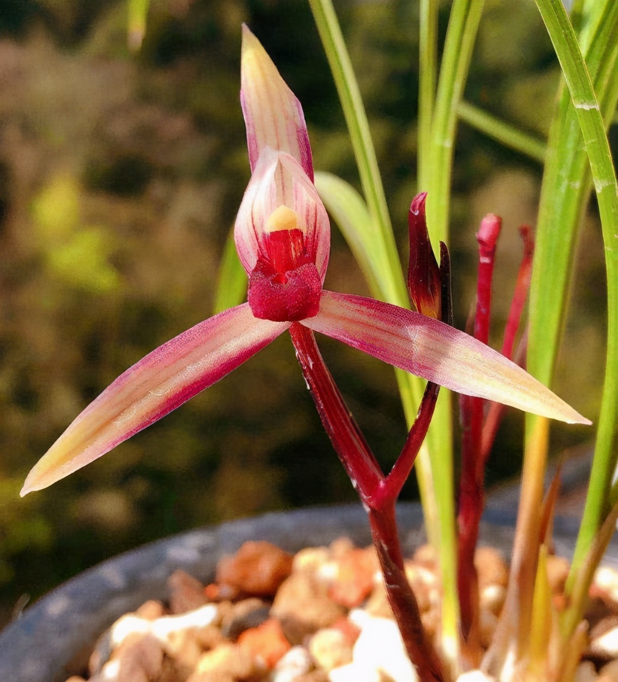 好养又好看又香又便宜的兰花品种,好养又好看又便宜又香的兰花品种