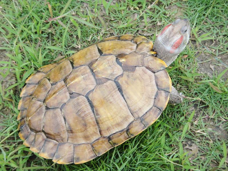 巴西龟的兄弟,巴西龟的辨认方法