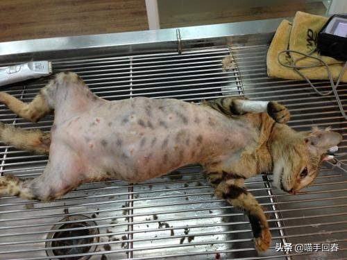 猫难产怎么挽救,猫难产是什么原因造成的