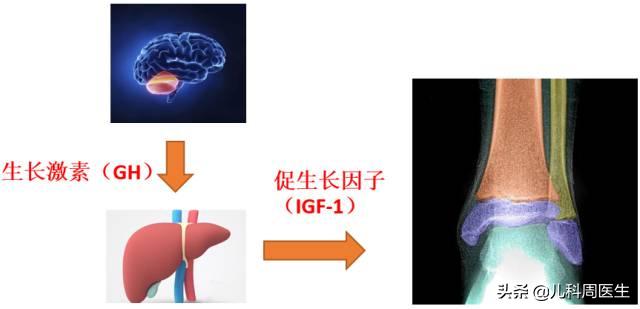 3-6岁孩子长高黄金期,为什么说孩子4-6岁是长高黄金期