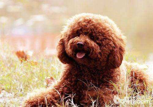 泰迪吃普通食物可以吗,泰迪不能吃的20种食物有哪些