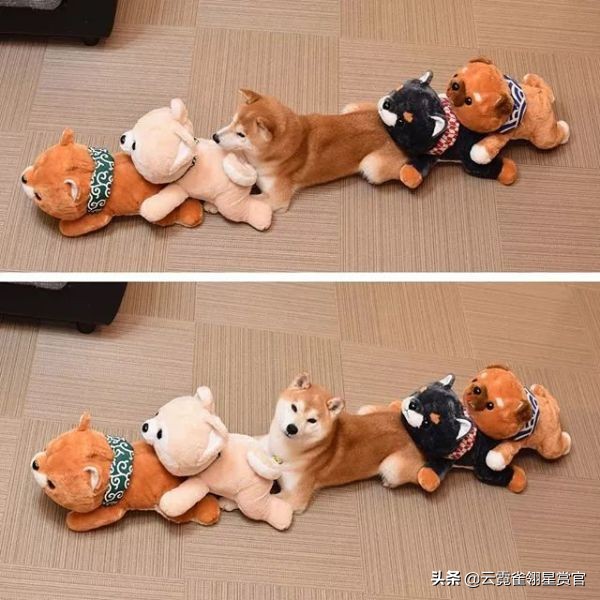 日本一博主给自家的两只柴犬买了几十只玩偶每天上演真实版找不同