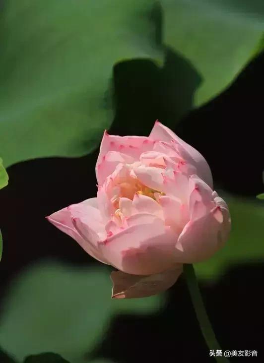 江南可采莲莲叶何田田全诗讲解,有关莲的古诗词大全