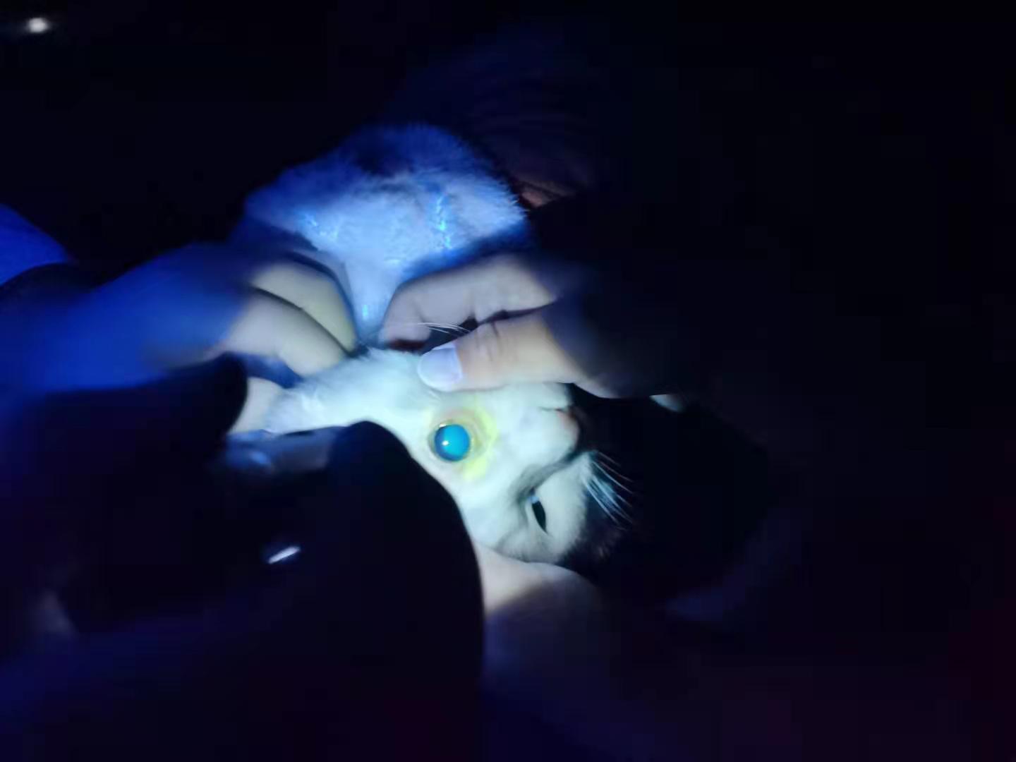 猫咪眼睛受伤怎么办,猫咪眼睛受伤能自愈吗