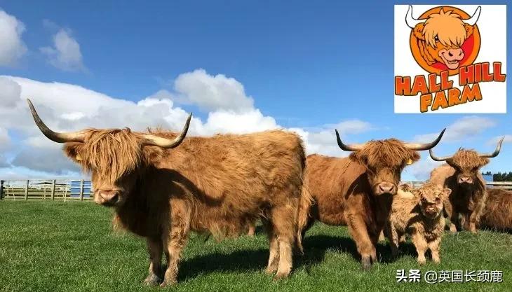 羊驼专治什么病,羊驼治愈厌食症