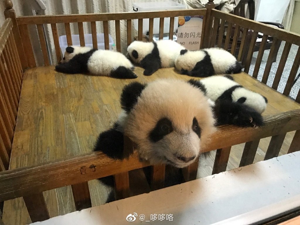 因为你们，“爱豆”的世界离我们不再远咯