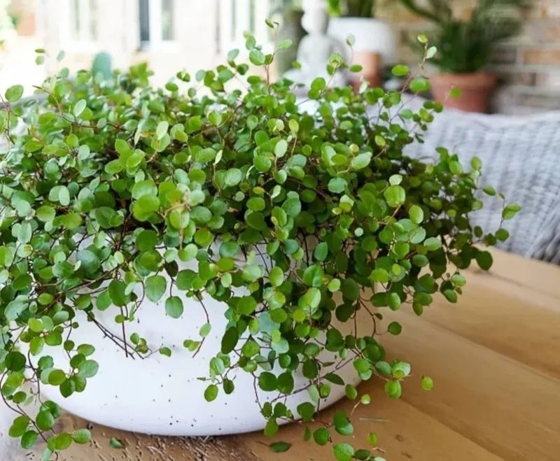 千叶吊兰夏季可以移栽吗,千叶吊兰可以种植在吸水石上吗