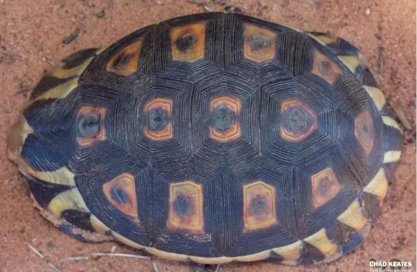 骄傲的乌龟,骄傲的乌龟图