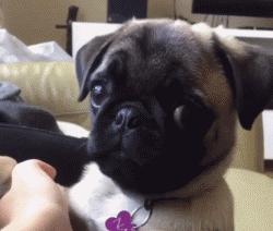 解读巴哥犬特点，教你学会正确饲养巴哥犬，新手铲屎官必看！