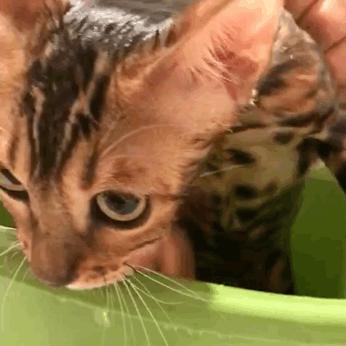 干货｜猫藓的治疗与自救，转发给你身边需要的朋友吧