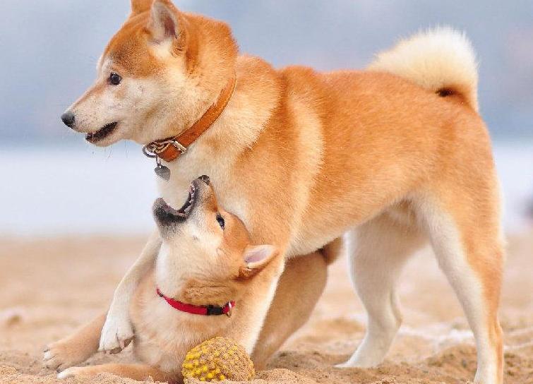 柴犬缺钙会有哪些症状,柴犬缺钙吃什么钙片