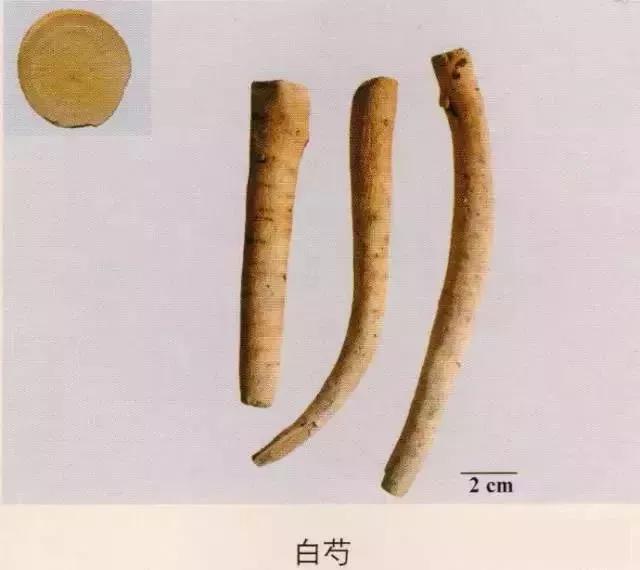 中药材图片大全大图带药名,200多味中药材图谱带图