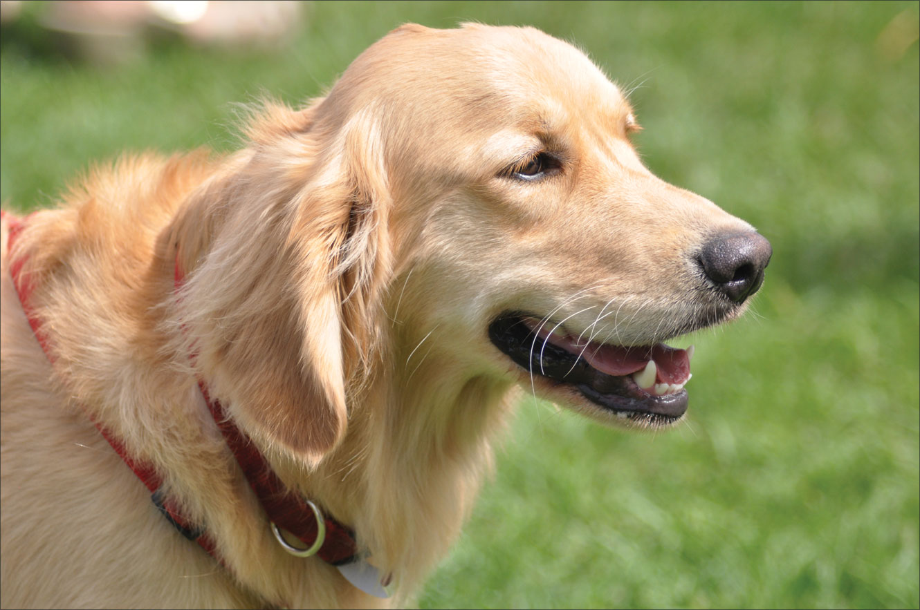 狗狗口臭怎么办该怎样消除,狗狗口臭严重怎么办该怎样消除