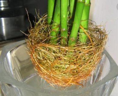 富贵竹叶黄怎么办,富贵竹叶黄了怎么样可变绿