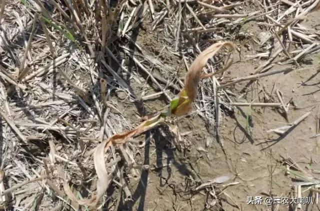 玉米苗后除草剂药害下雨会减轻吗,玉米除草剂对豆角的药害怎么解除
