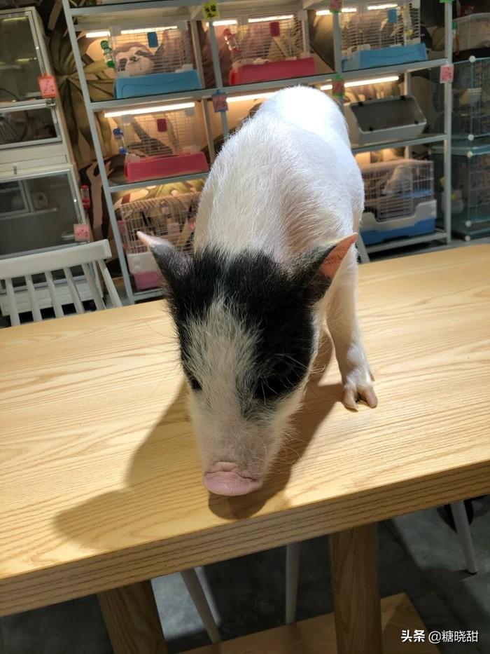 龙猫土拨鼠蜜袋鼯,龙猫真是太可爱了心都要被萌化了