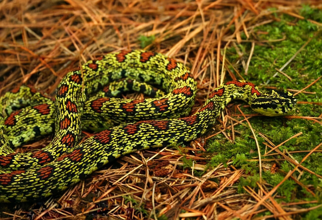 专家捕蛇技术,抓蛇高手徒手抓蛇