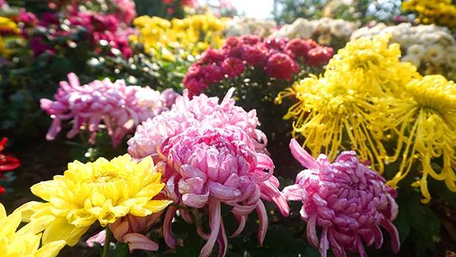 大连60条精品旅游线路,大连旅游一日游线路推荐