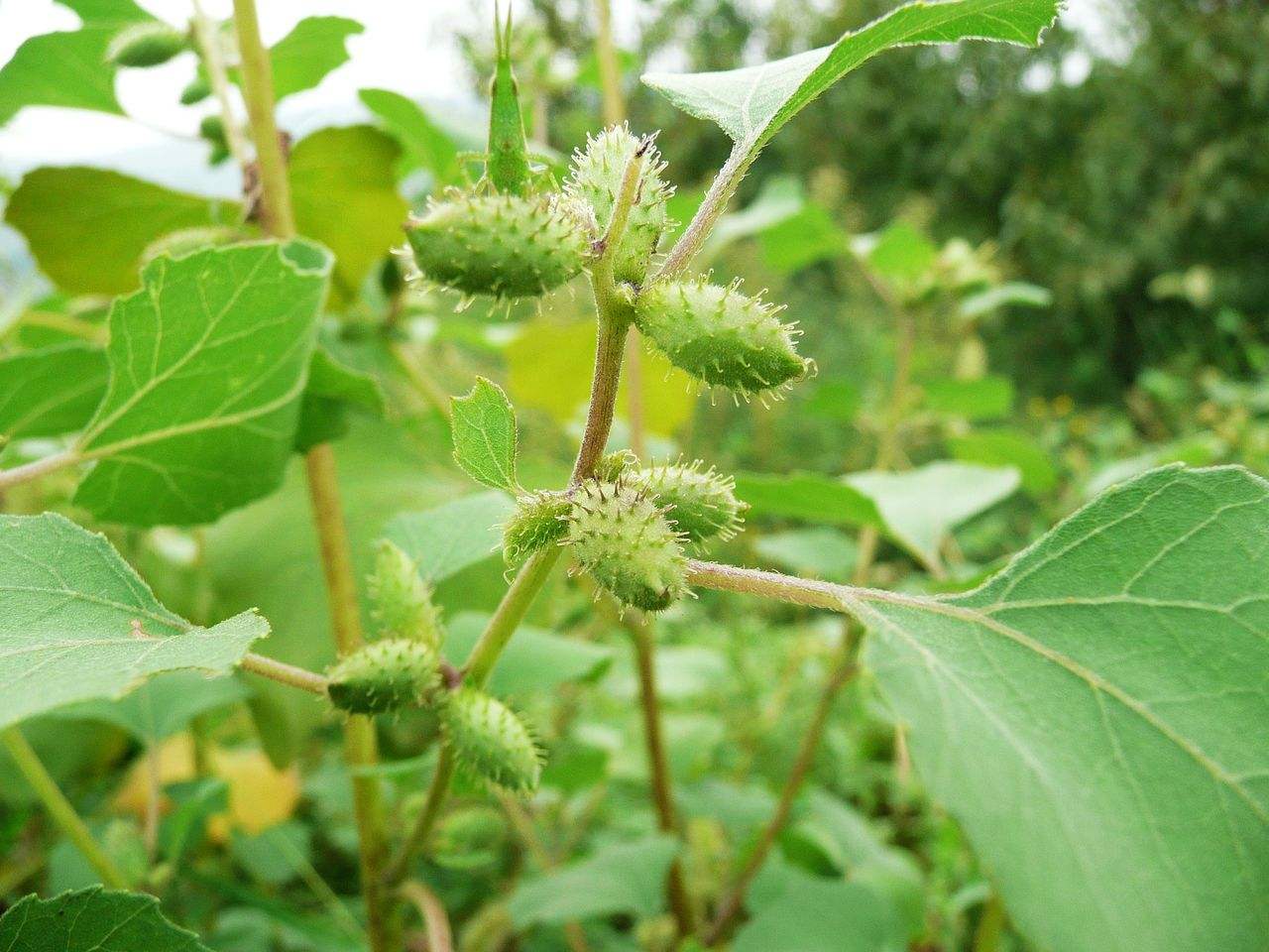 小时候玩过扎钉子吗,小时候都玩过弹力球吧