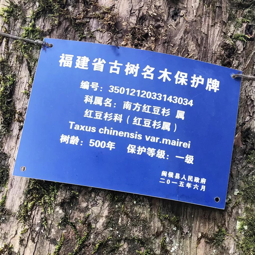 一棵红豆杉图片,一棵红豆杉