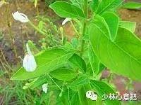 动物中药功效大全,中药药材大全及功效