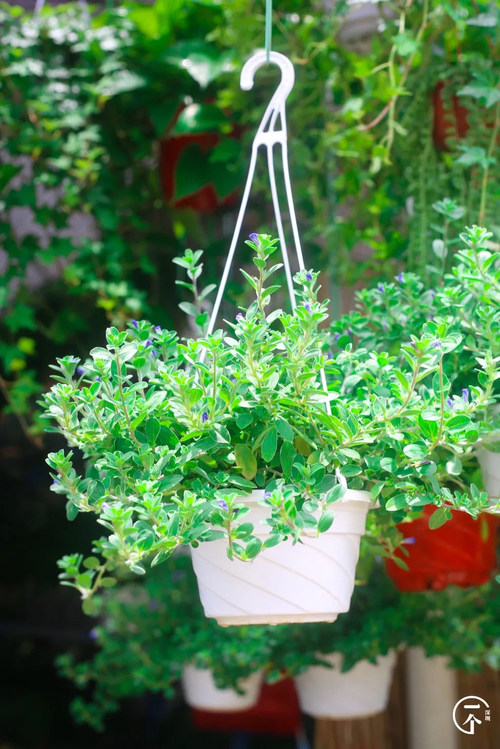 布吉老街粮食大厦房租,布吉下李朗单间房租