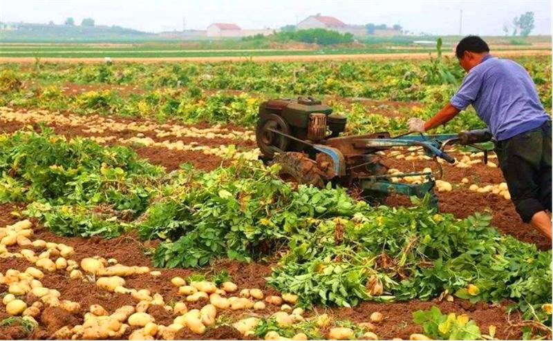 莲藕病虫害图谱及防治,莲藕的营养价值及病虫害防治