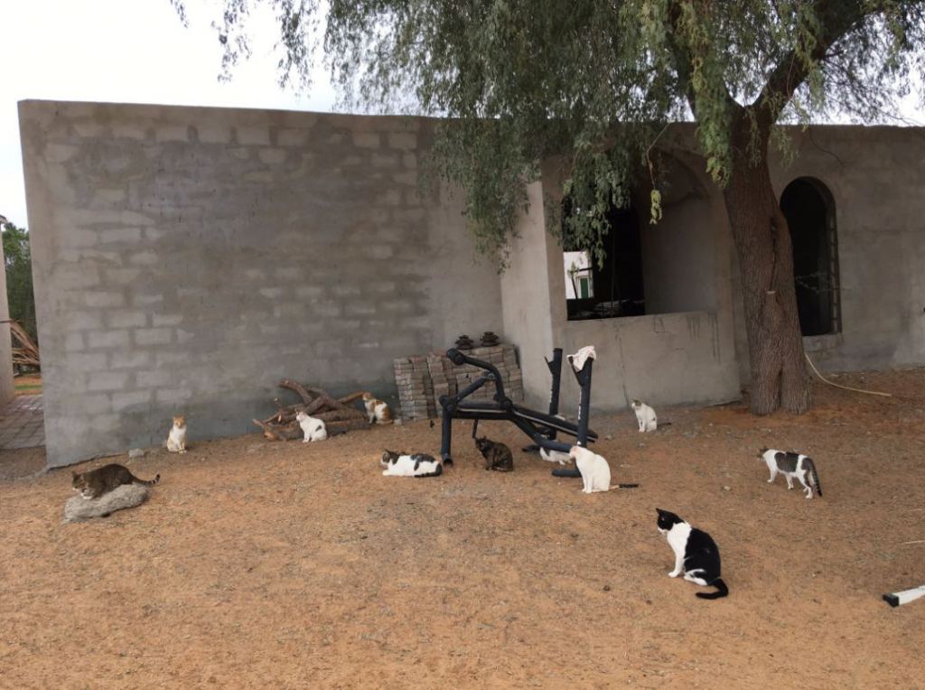 猫咪看到巨大的猫砂盆,猫咪把沙漠当猫砂盆