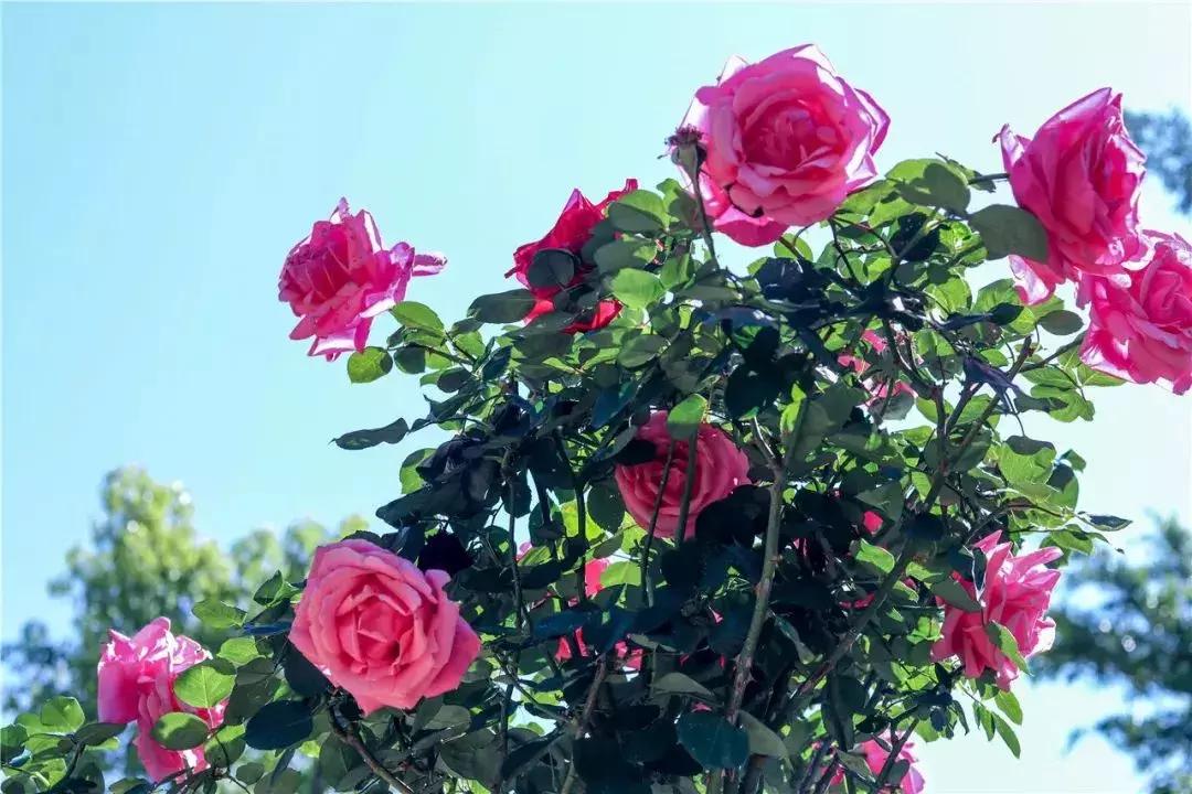 凉山州哪里可以赏花,西昌赏花攻略