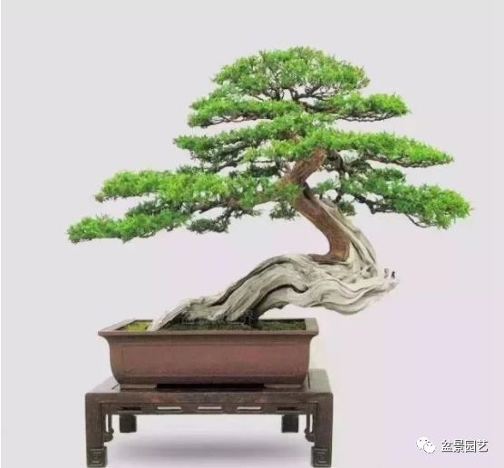 48种绝世盆景,绝世惊艳之作