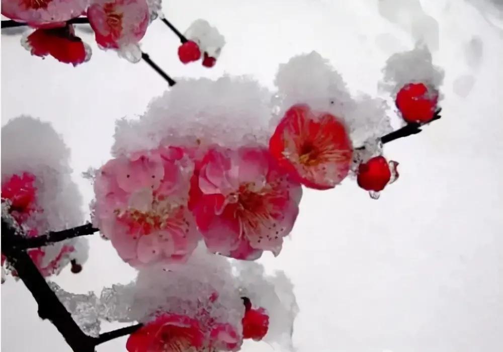 梅须逊雪三分白却输梅一段香译文,梅须逊雪三分白雪却输梅一段香