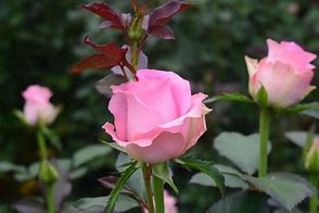 花店玫瑰是哪里来的,花店的玫瑰花是现成的吗