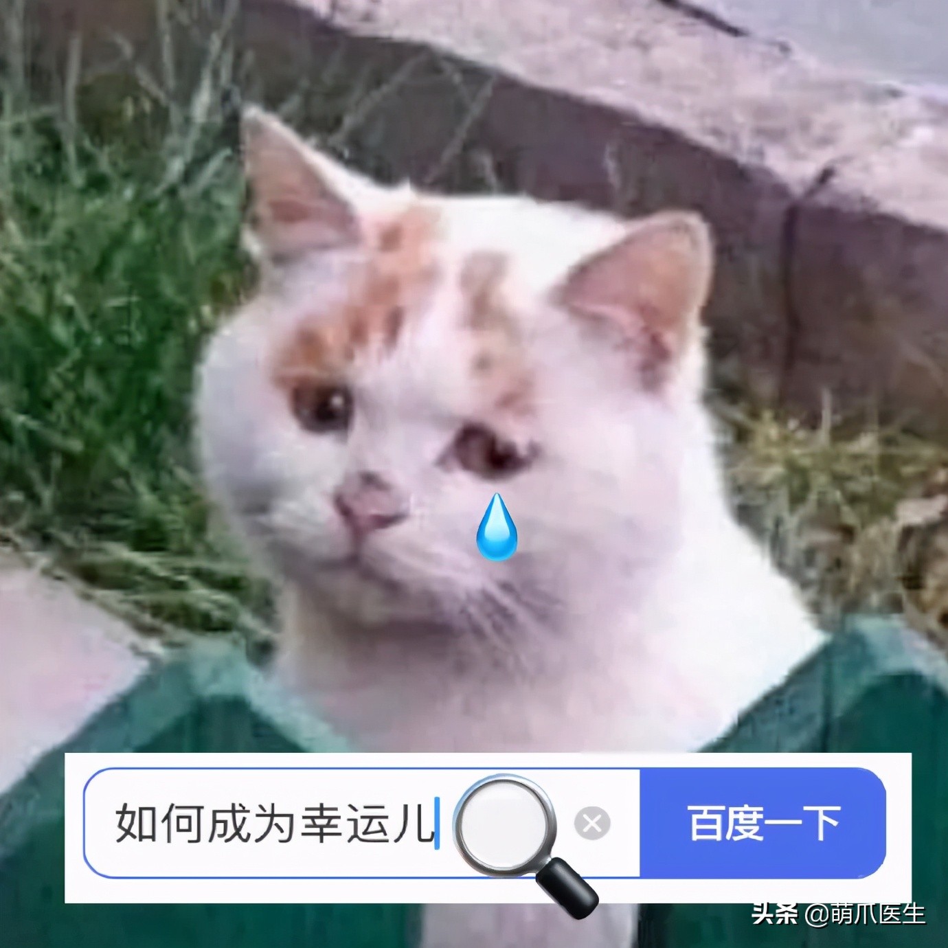 全网最可爱猫整天撒娇卖萌,全网最委屈的猫