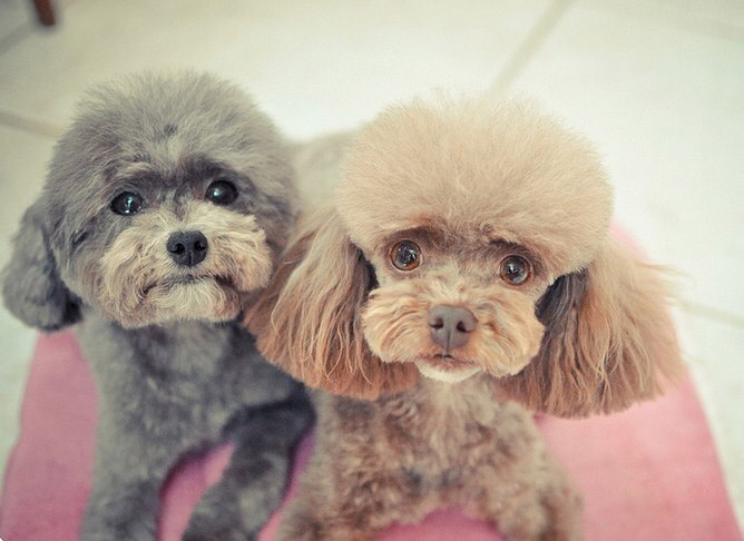 泰迪犬幼犬训练方法大全,泰迪犬怎么训练十大基础动作