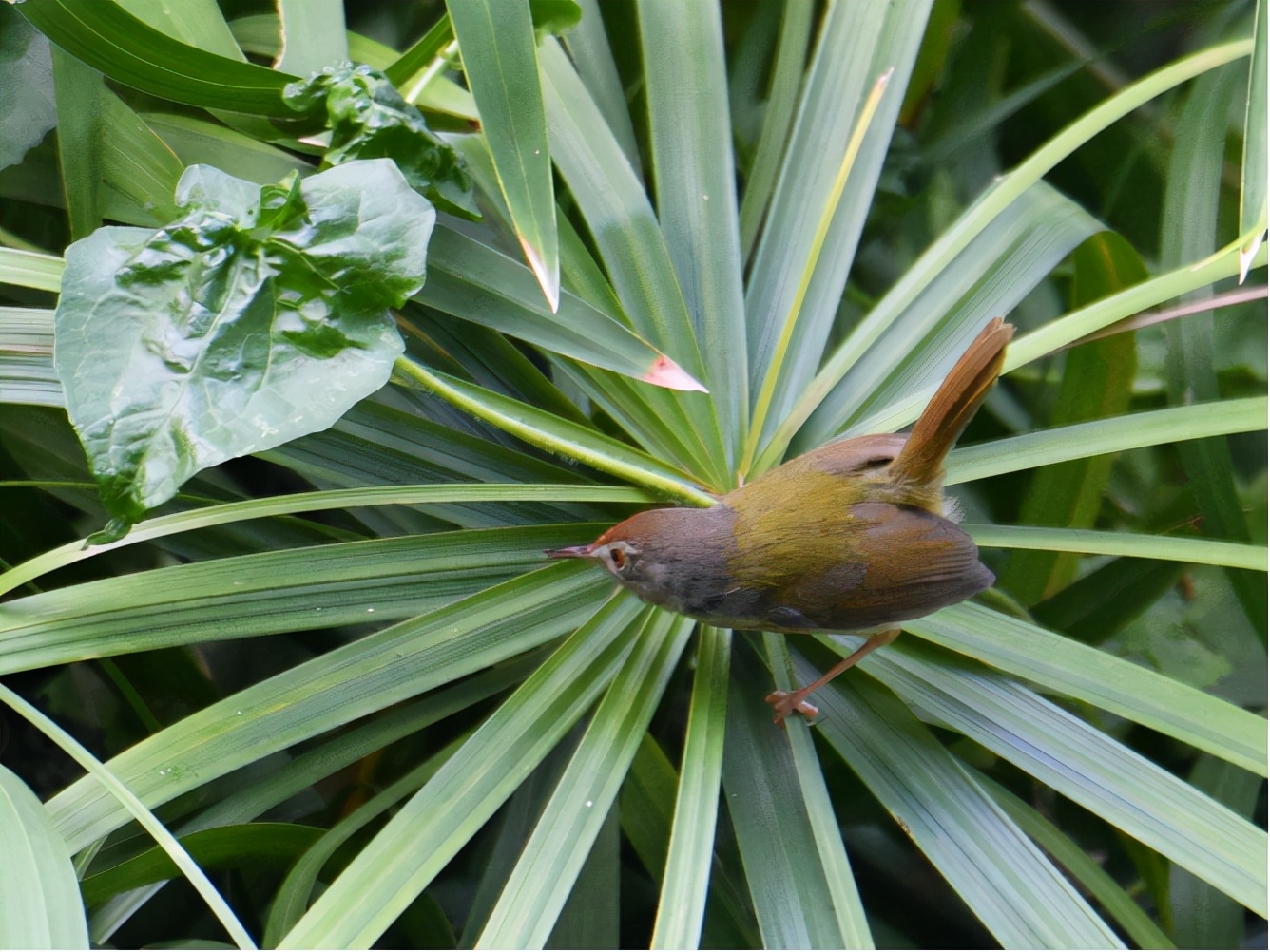 广州晓港公园拍到黑枕黄鹂,广州晓港公园简介
