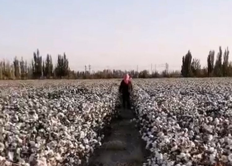 花开时节摘棉花,花开时节谁是采棉人