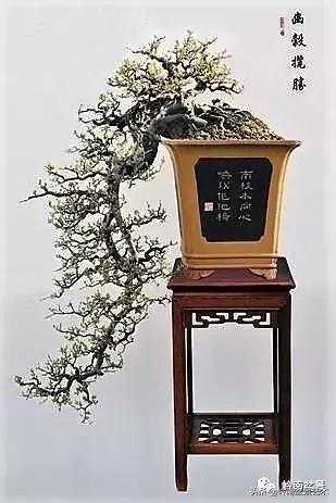 最美的100盆雀梅盆景,雀梅盆景第一年修剪视频
