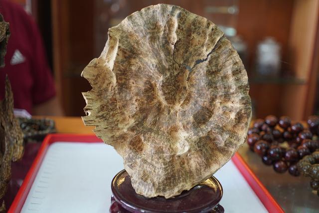 越南芽庄沉香与海南沉香的区别,越南沉香实地考察