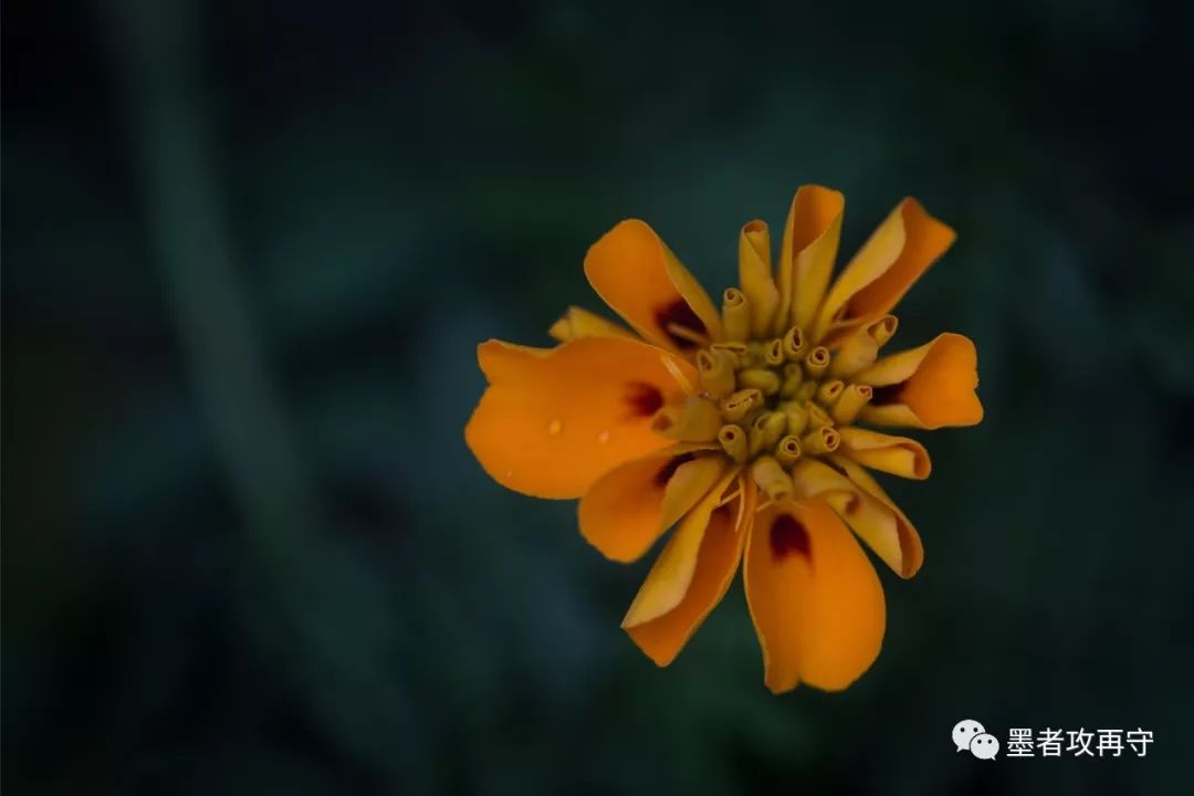 一入秋西安就美成长安,一入秋杭州就美成临安