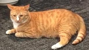 幼猫猫咪的体重多少才是正常体重,猫咪肥胖标准图