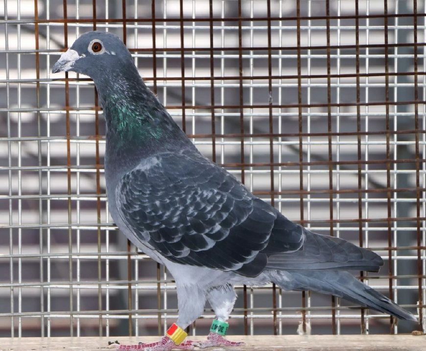 博鸽养鸽子教程视频,牧鸽人博博最新视频