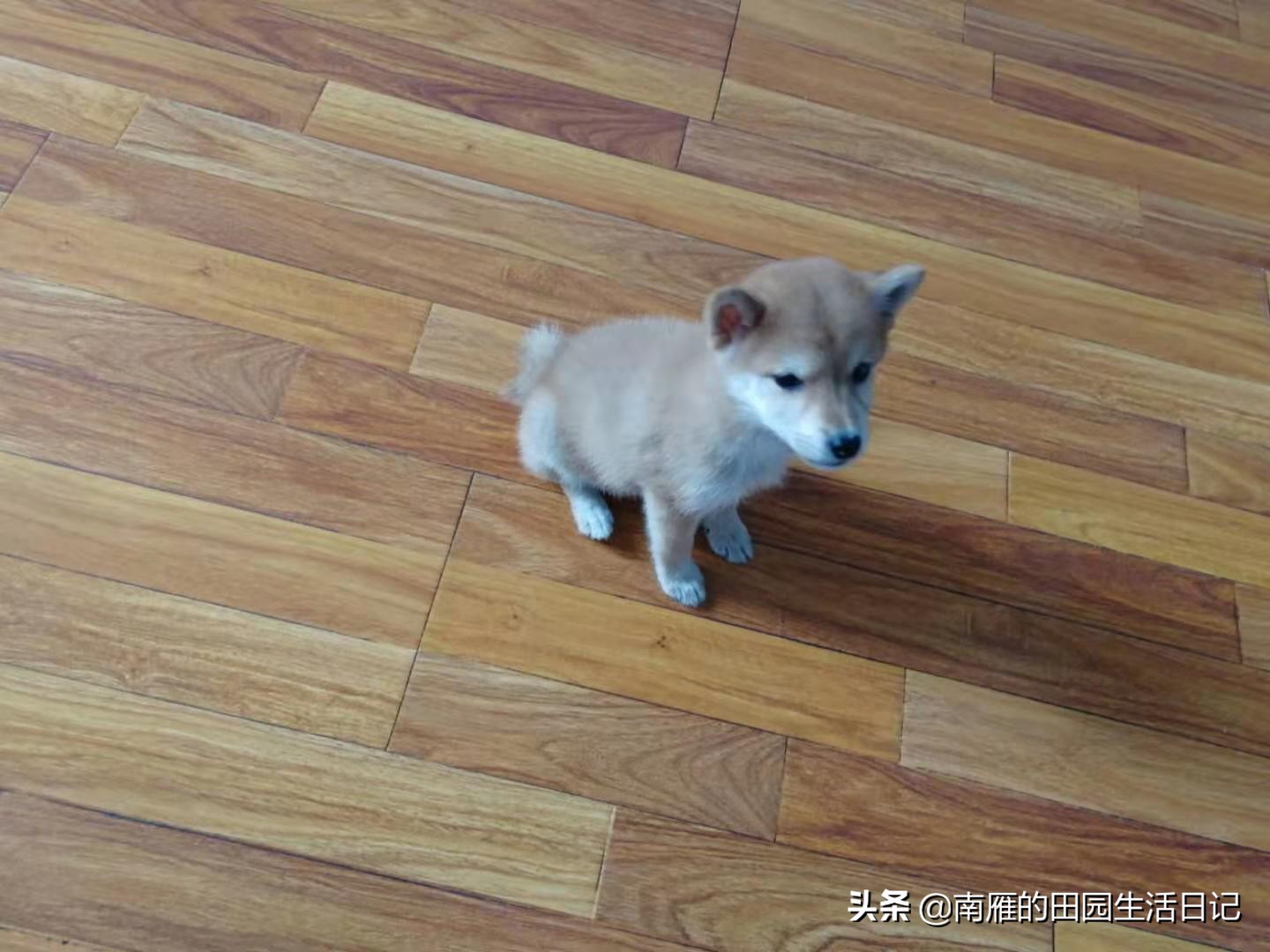 怎么克服严重的恐狗症,为什么怕狗但是自己想养狗