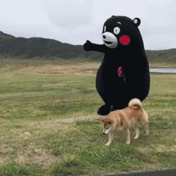 维诺拉狗粮,维诺拉犬