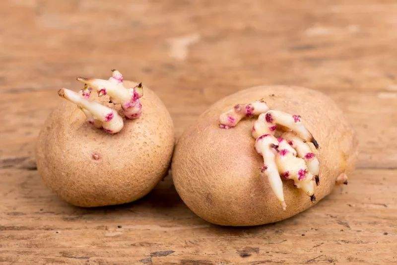 吃了发芽的马铃薯会中毒么,吃发芽的马铃薯会中毒吗