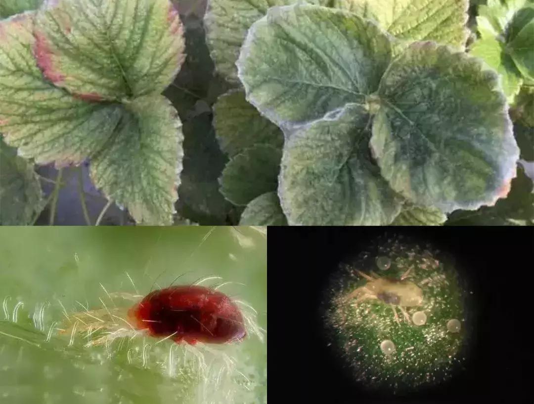 草莓虫害高清图,草莓虫害图谱及药剂选择